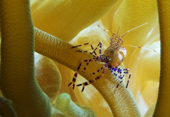 Shrimp